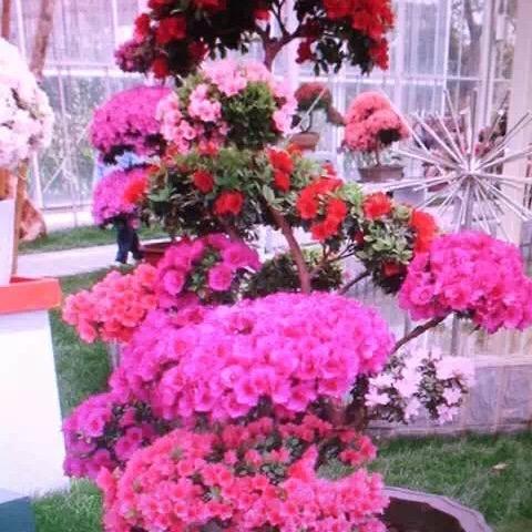 洋洋