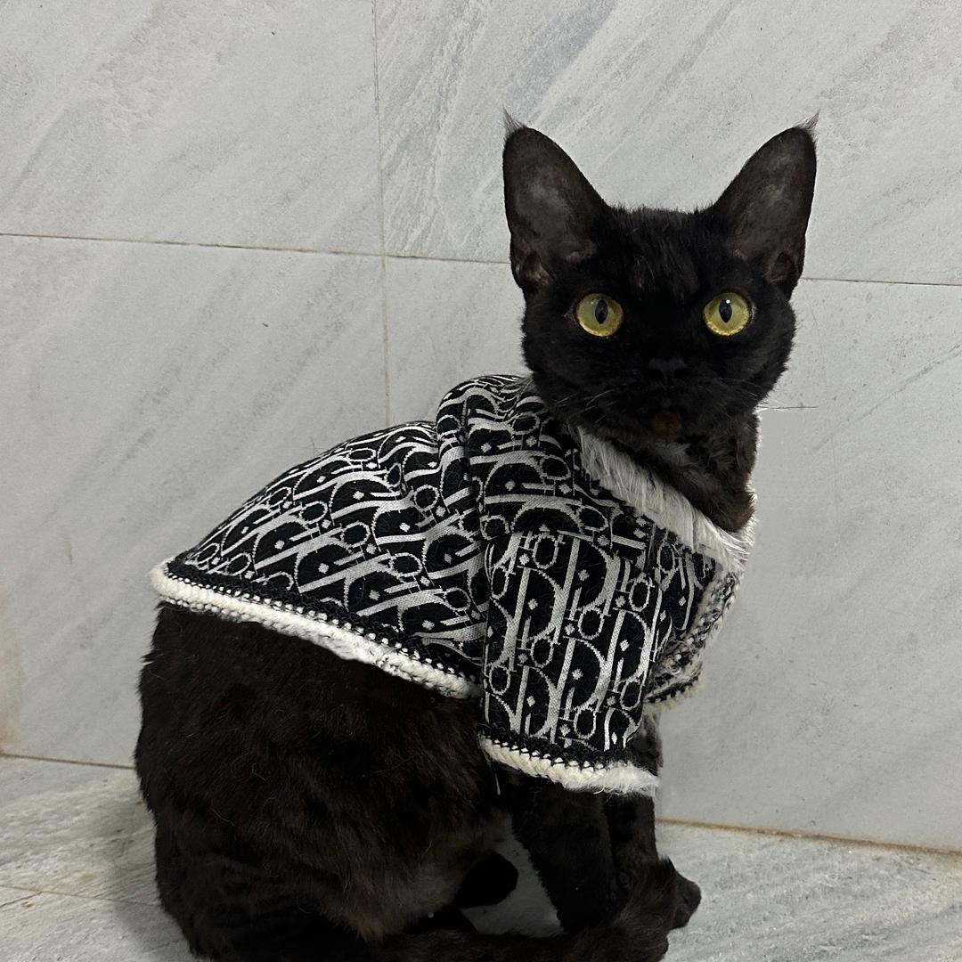 🐈‍⬛邪恶德文小豆