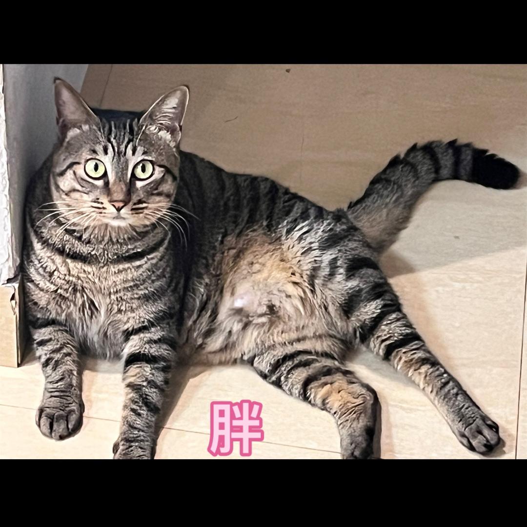 猪咪专业户