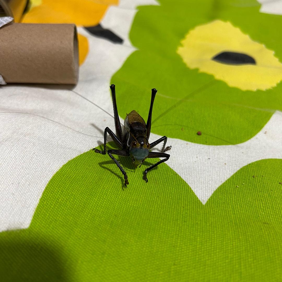 劉先生