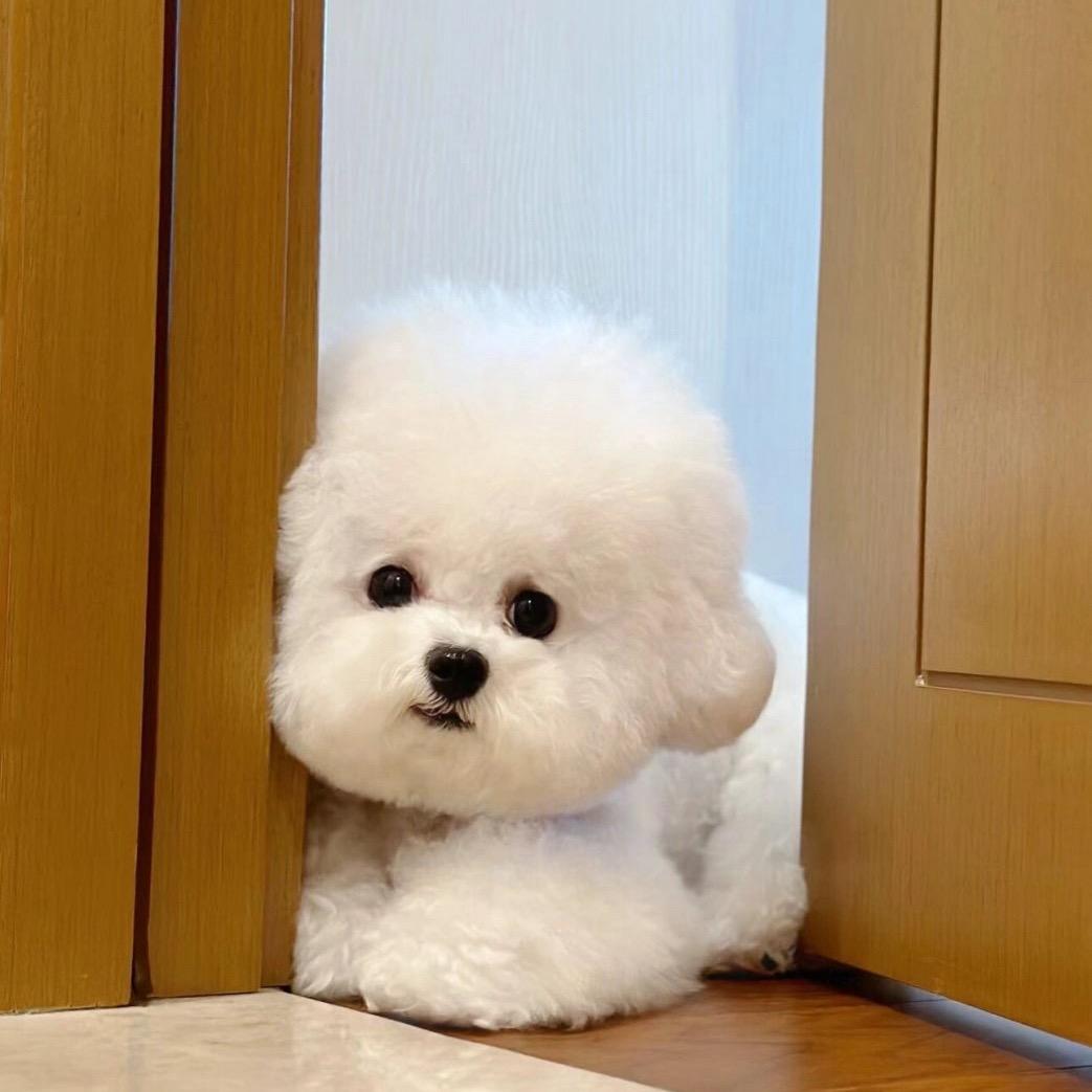 比熊.博美聚集地