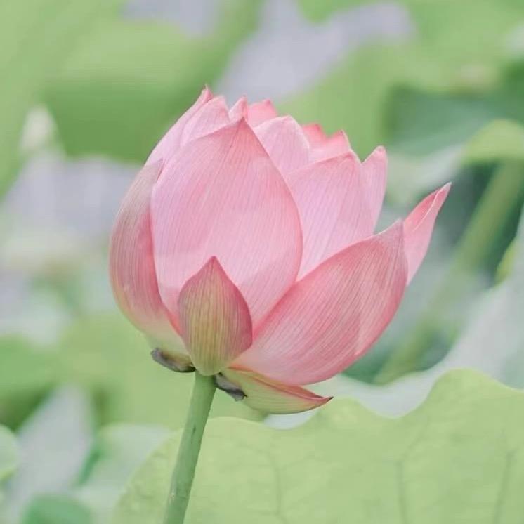 盛辰益阳老师