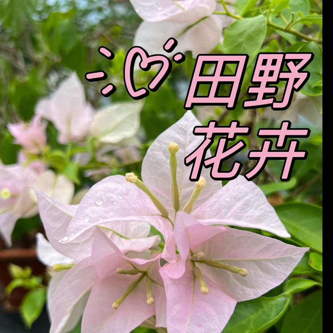 田野花卉