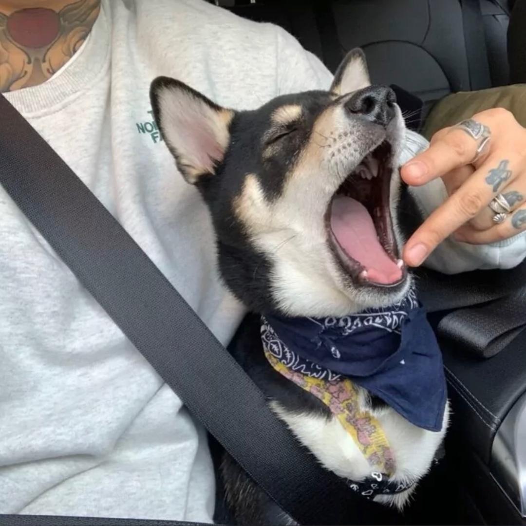 箫