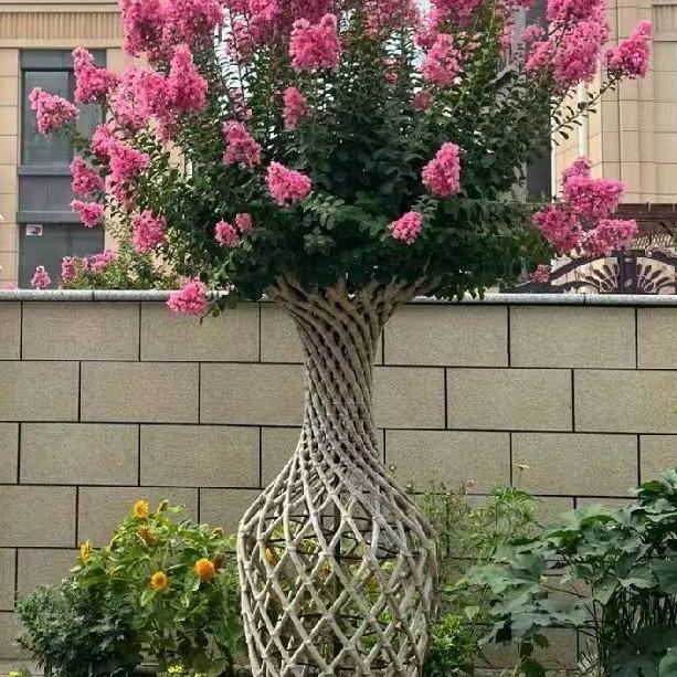 菁菁花卉苗木场