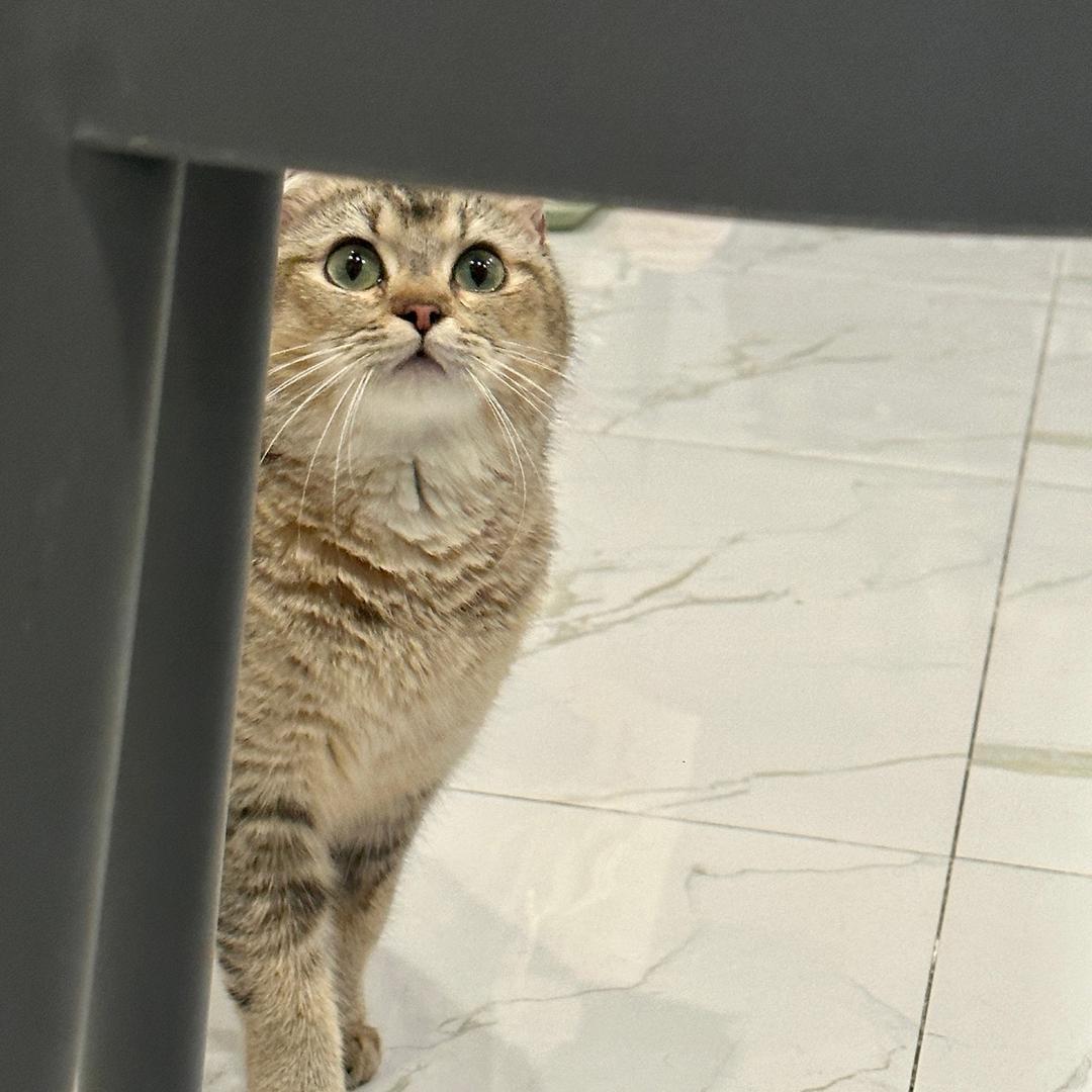 陳奕含(停更版～)