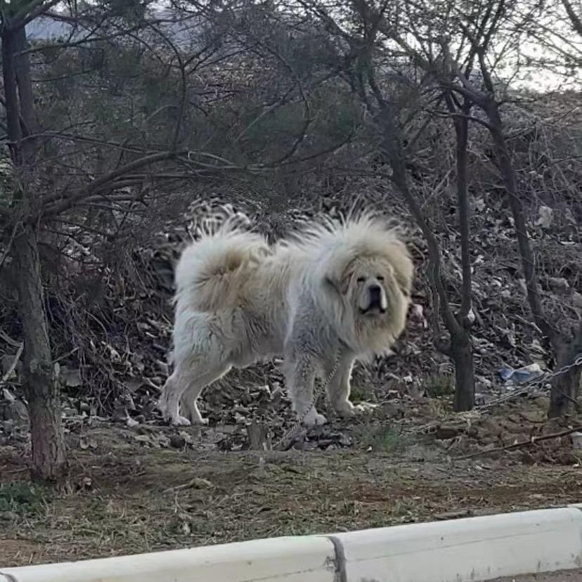 白色藏獒-石家庄小飞雪獒