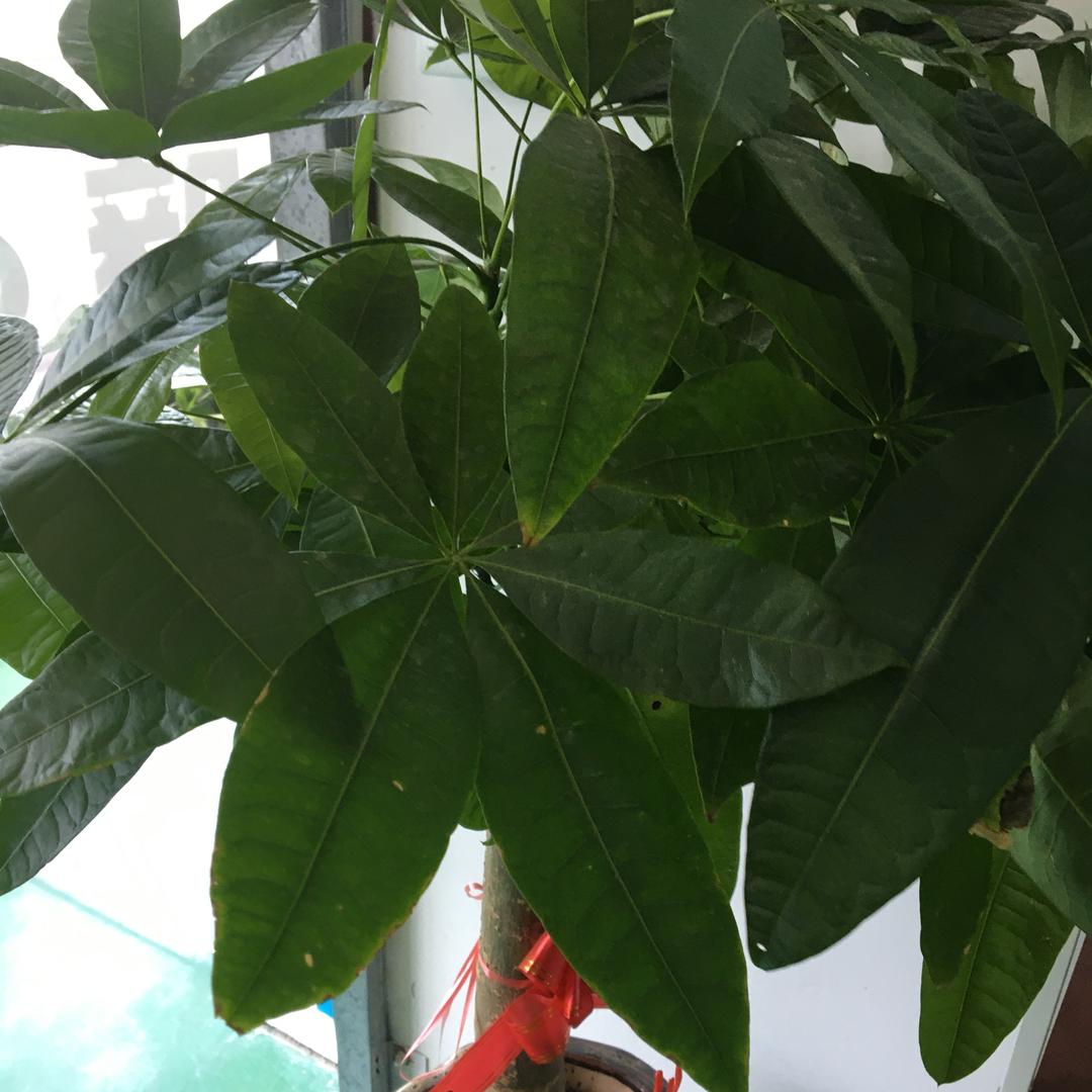 温州市龙湾蒲州乙漫电子商务商行