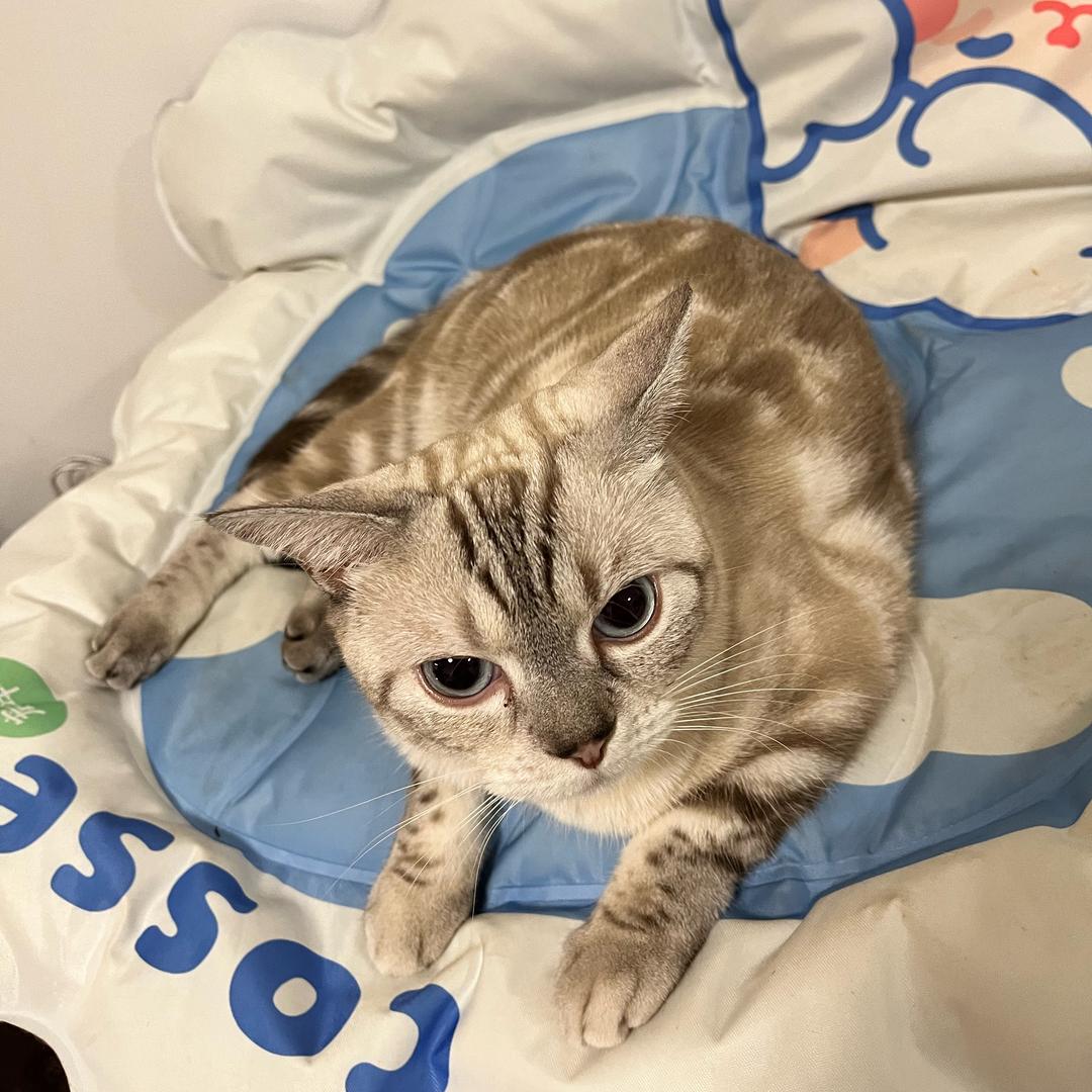 小天