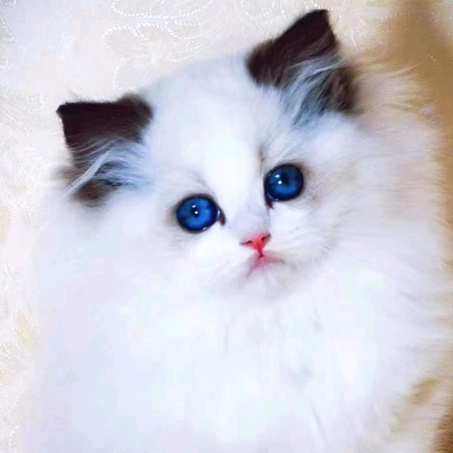胖胖的猫