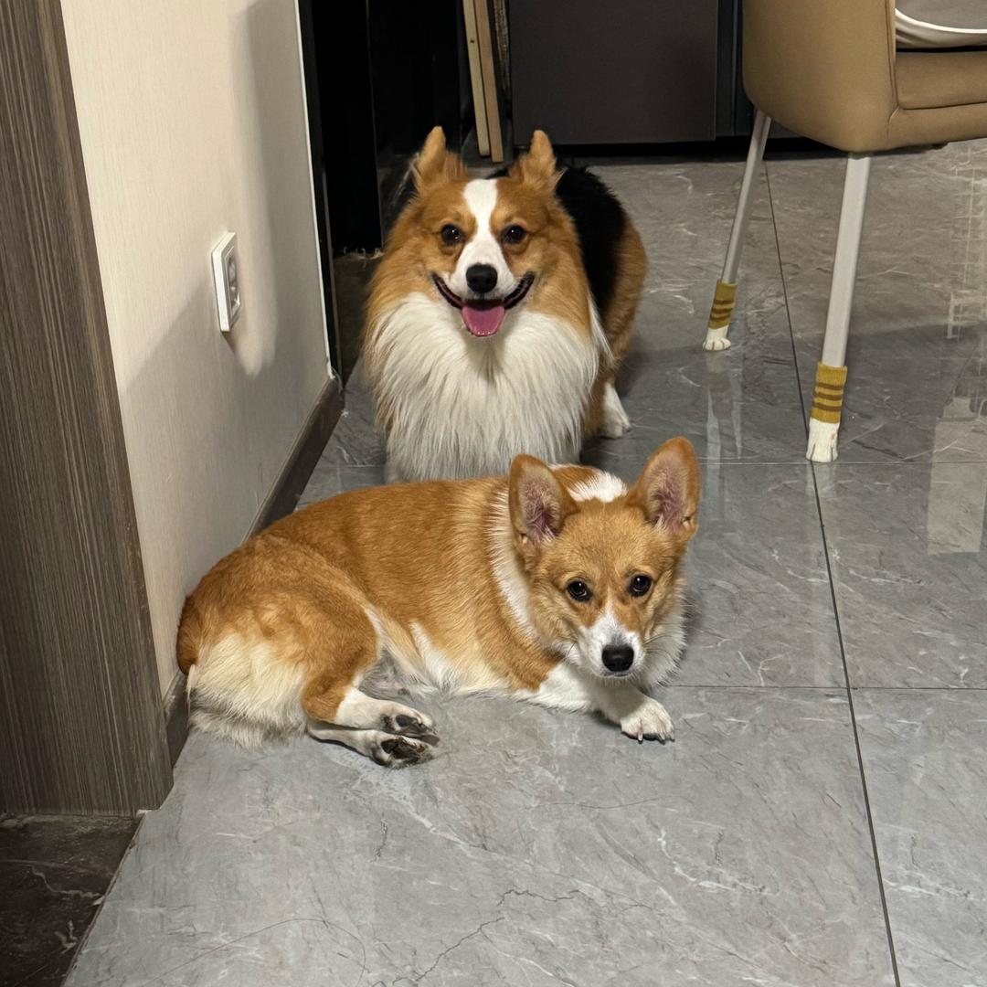 肉壮壮与团胖胖