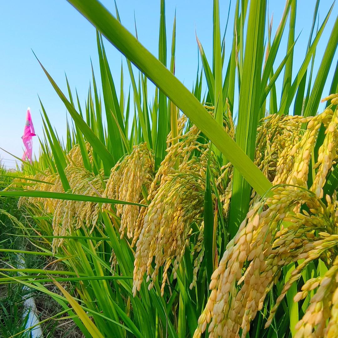 南京金麒麟农业