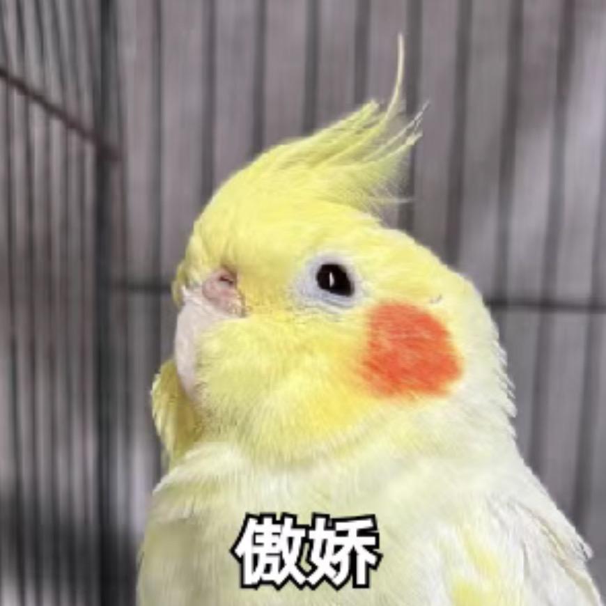 向阳鹦鹉
