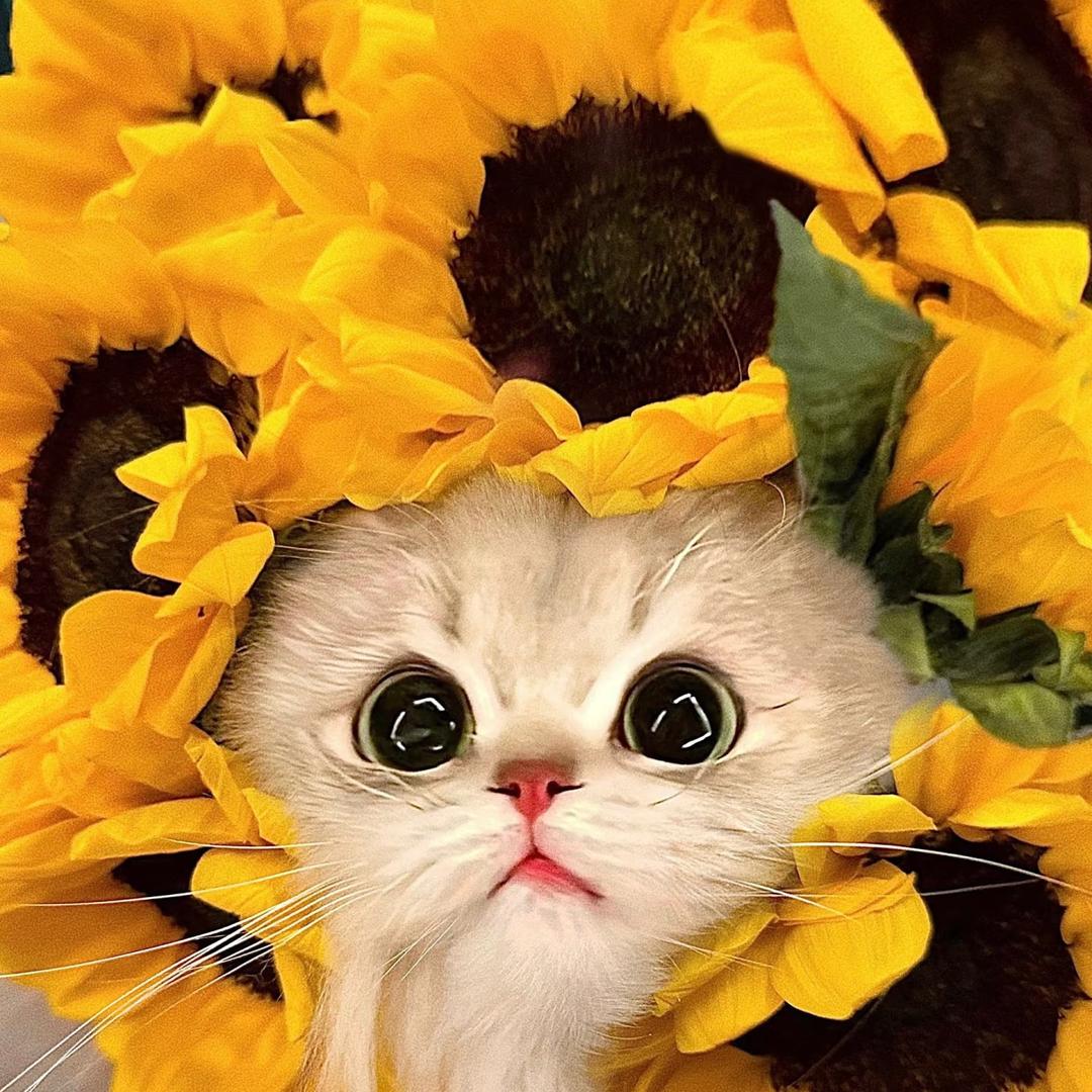 🐾 旺旺仙贝੯‧̀͡⬮\