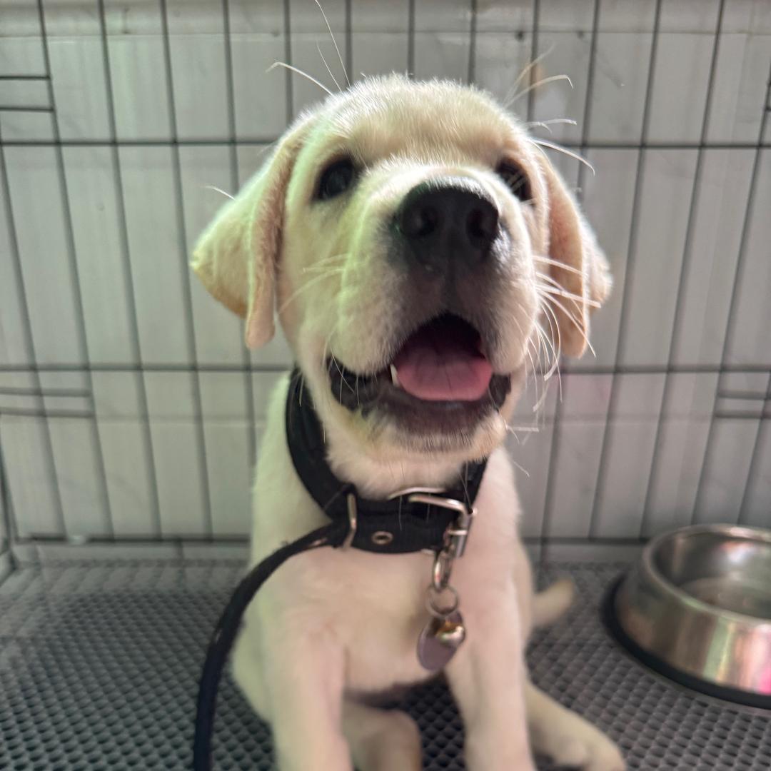 菜宝【拉布拉多】