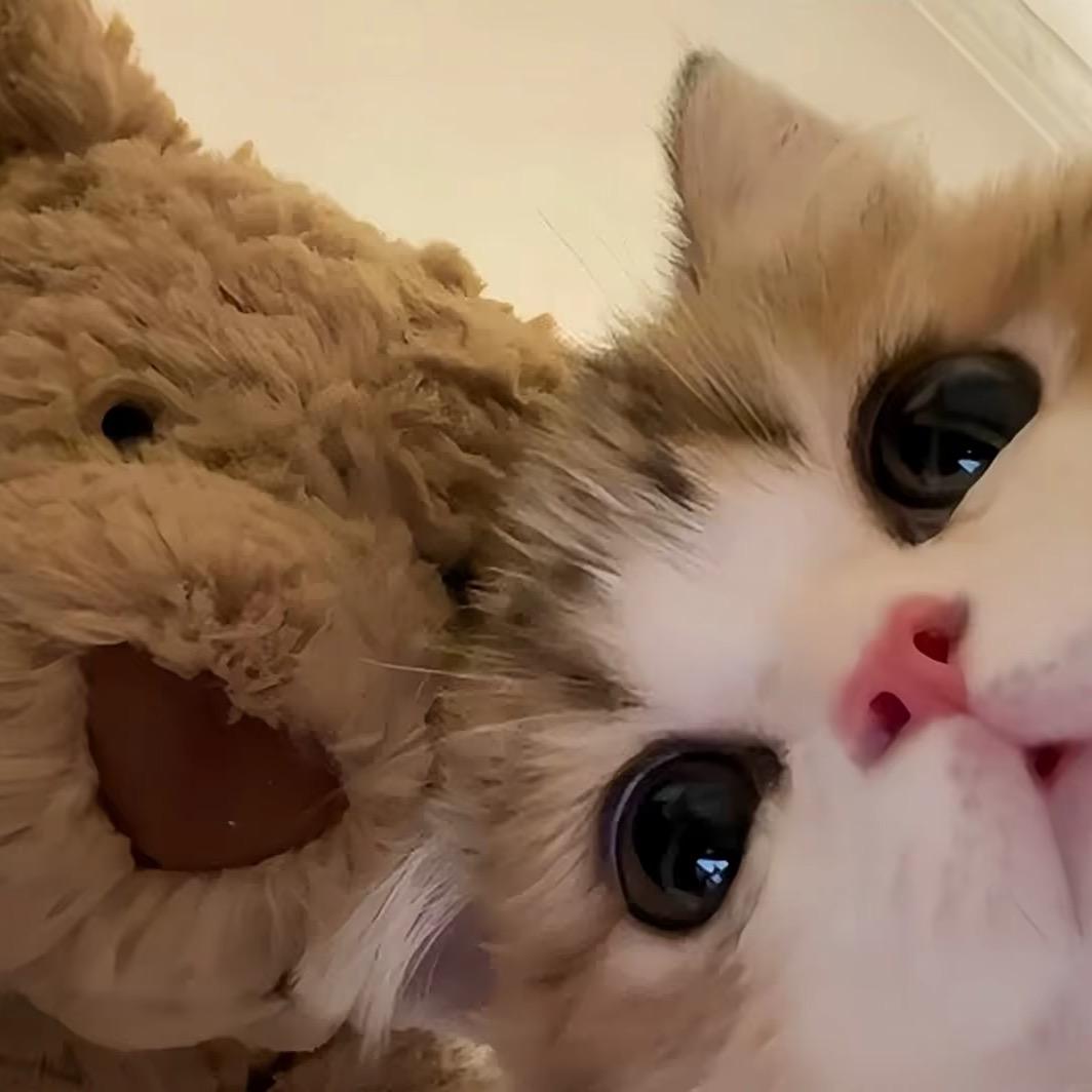 盼盼
