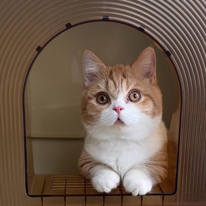 棍棍是只猫