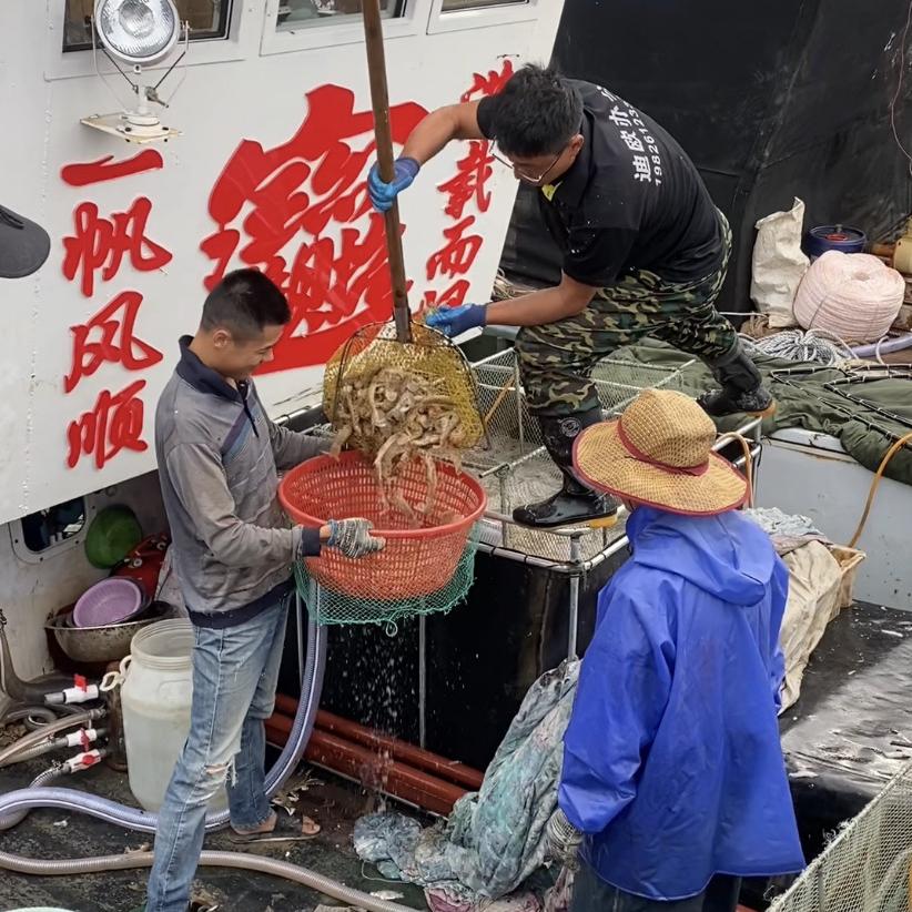 阳阳海鲜原产地
