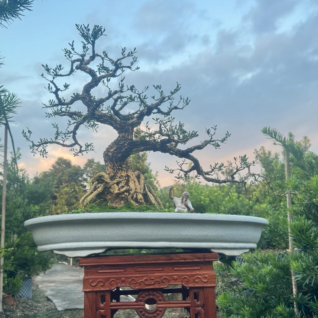 宝镜艺术黄杨盆景