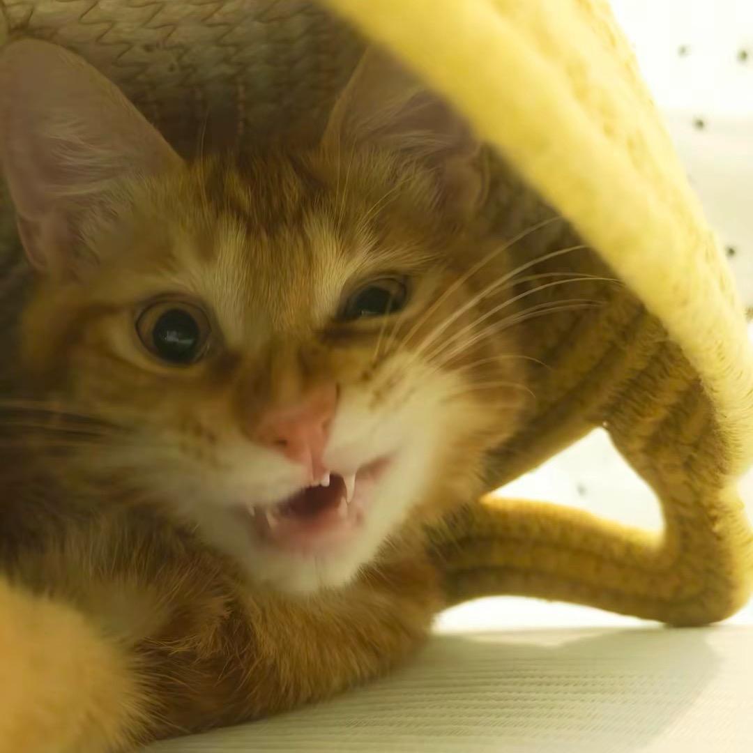 呲牙的猫😺