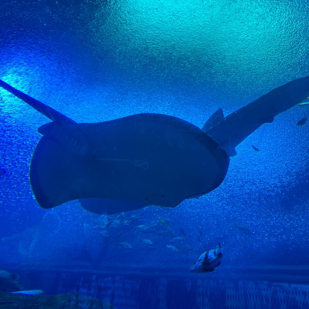 俄罗斯钓鱼4-晴天