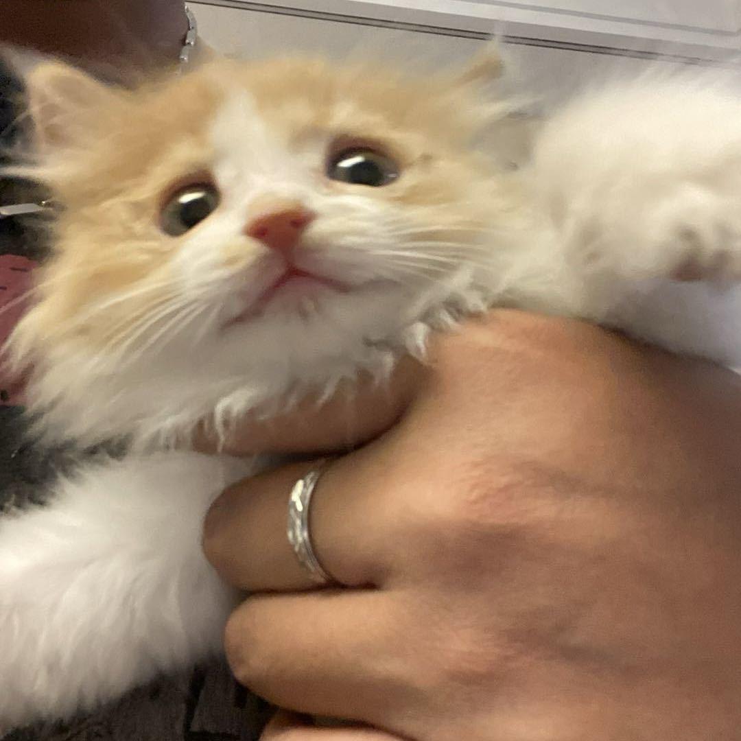 兜兜的羊毛日记