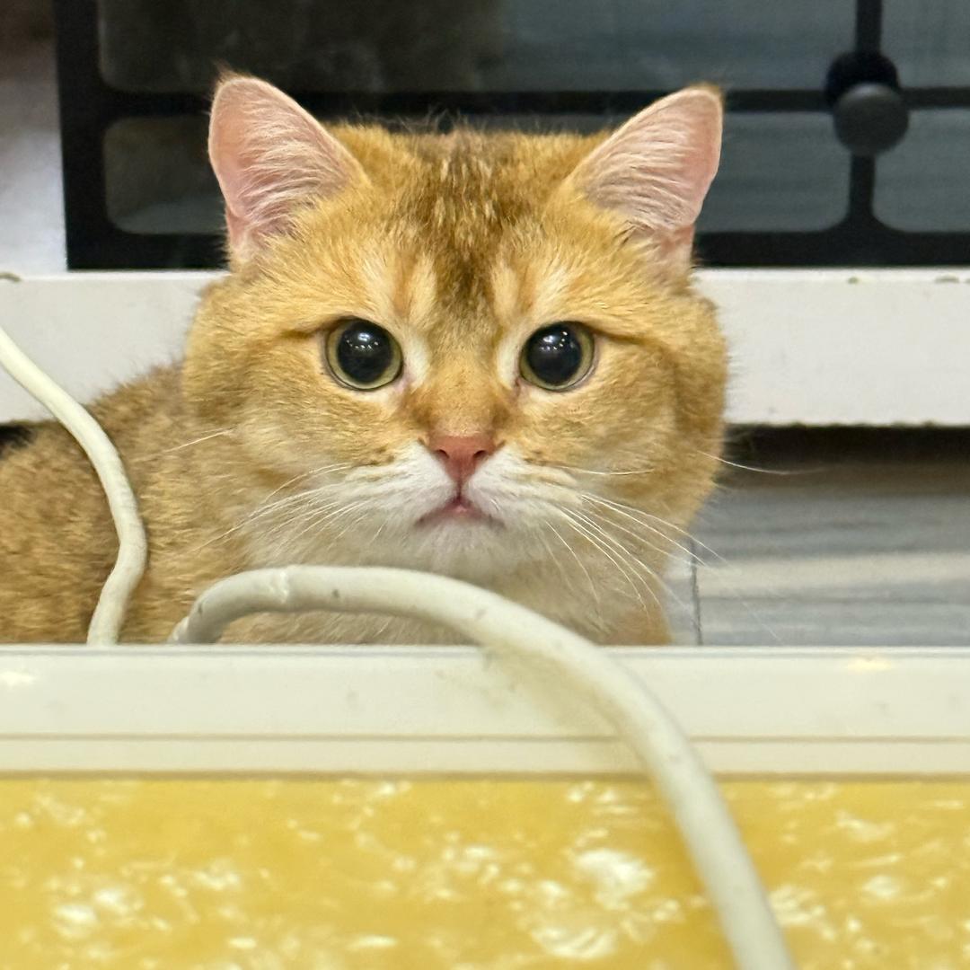 韩梦玲 我想要星巴克