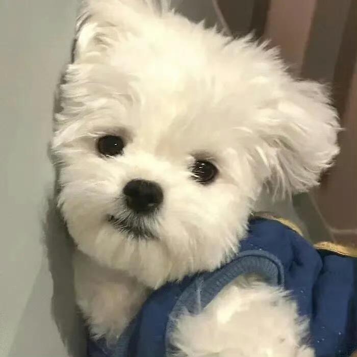 万圣节的小孩
