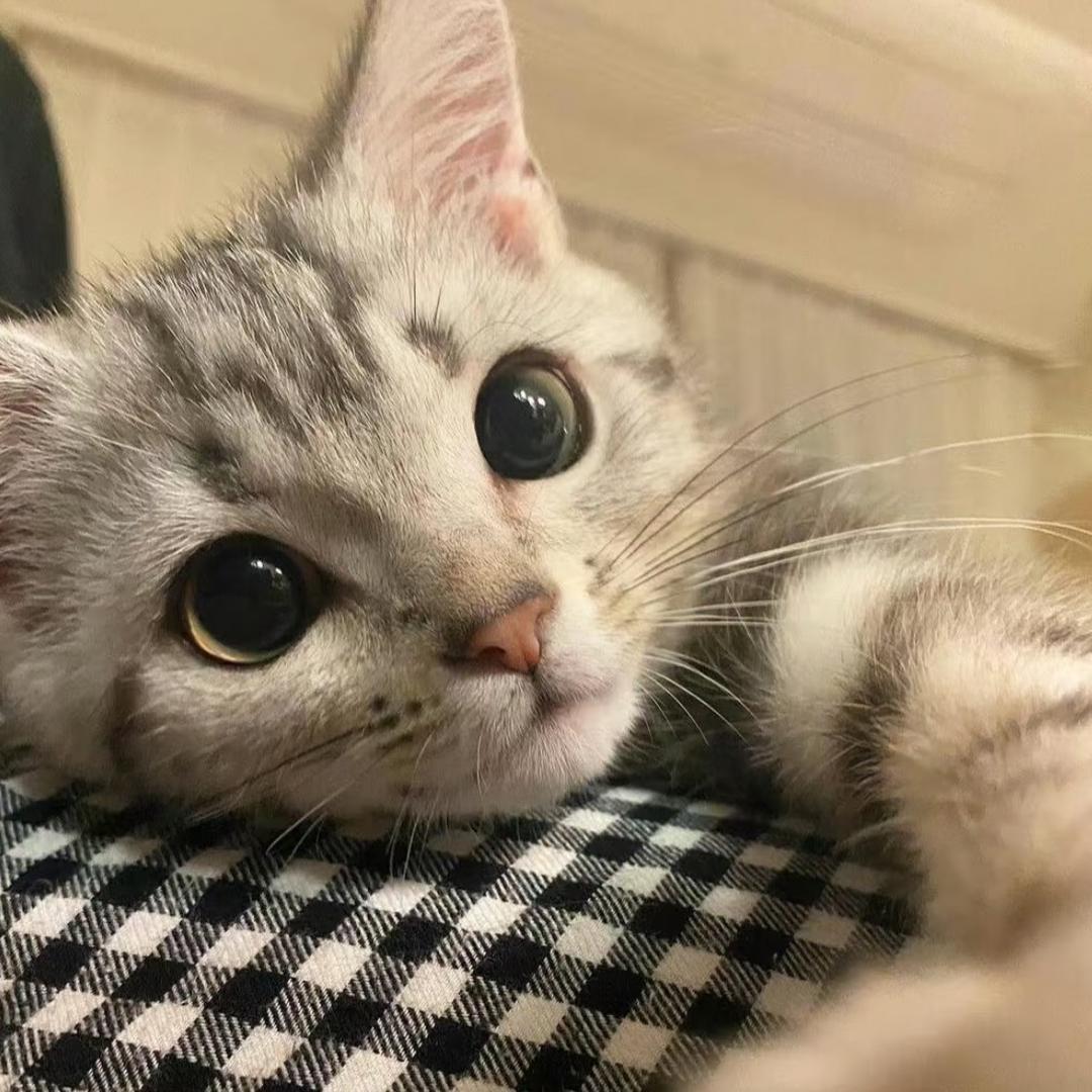 忧郁的小刺猬kk