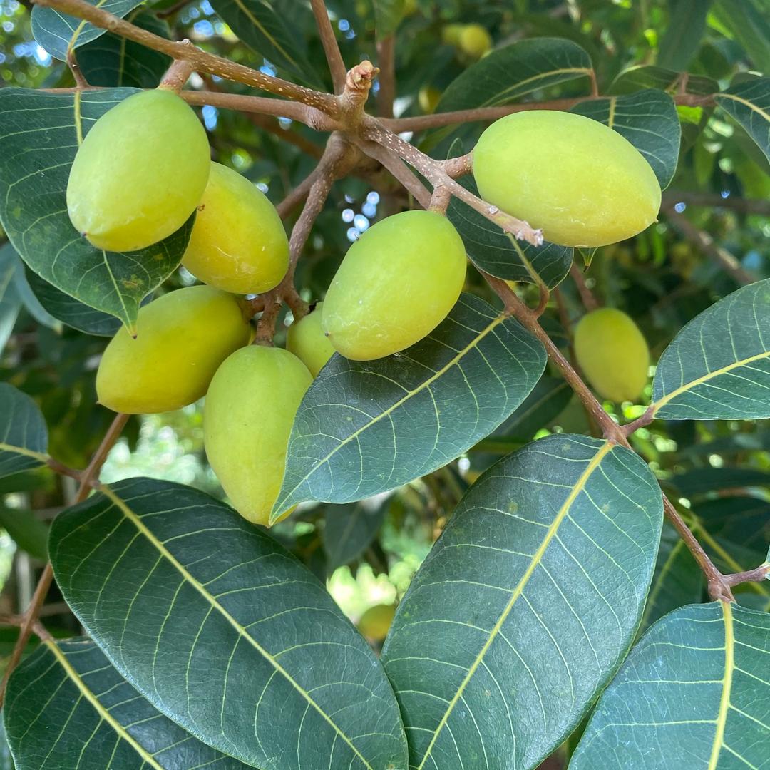 阿九爬山虎运输石.沙水泥