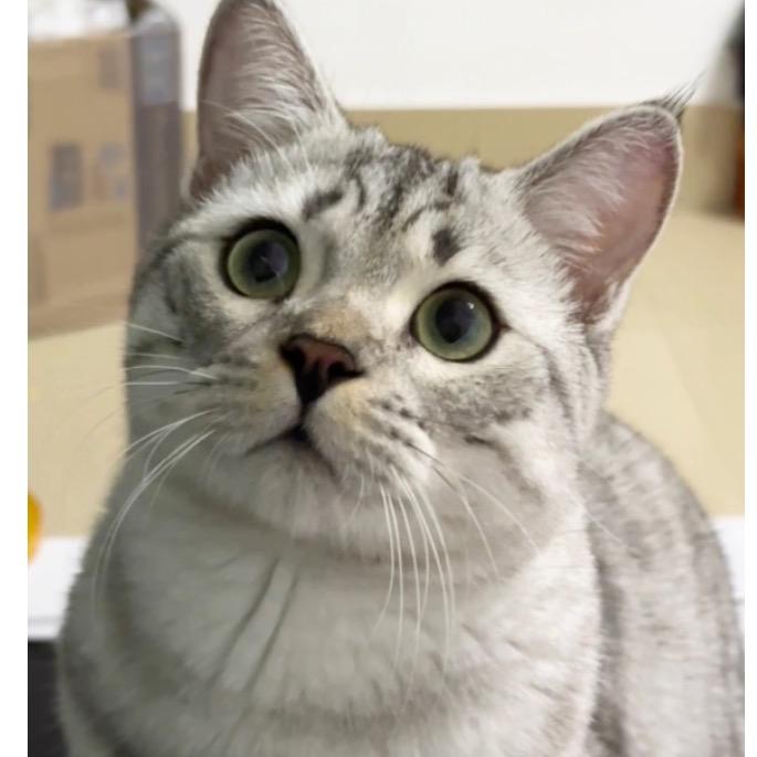 条条是只大肥猫