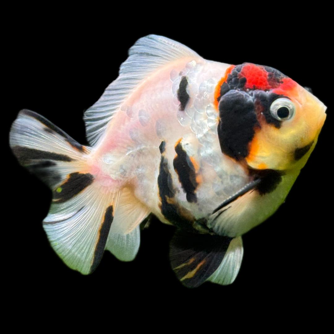 鑫智源鱼舍（直播号）