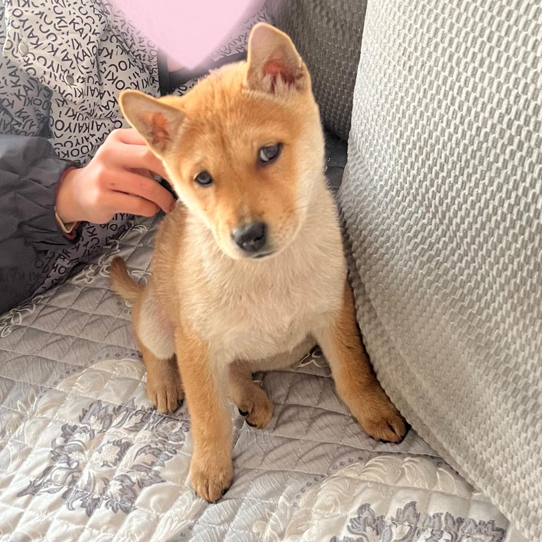 金豆是只田园犬