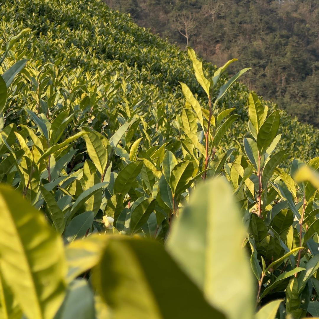 江华观茶🍵唐哥