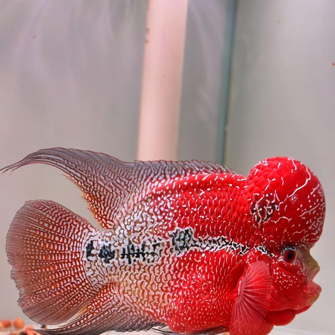 静静罗汉观赏鱼