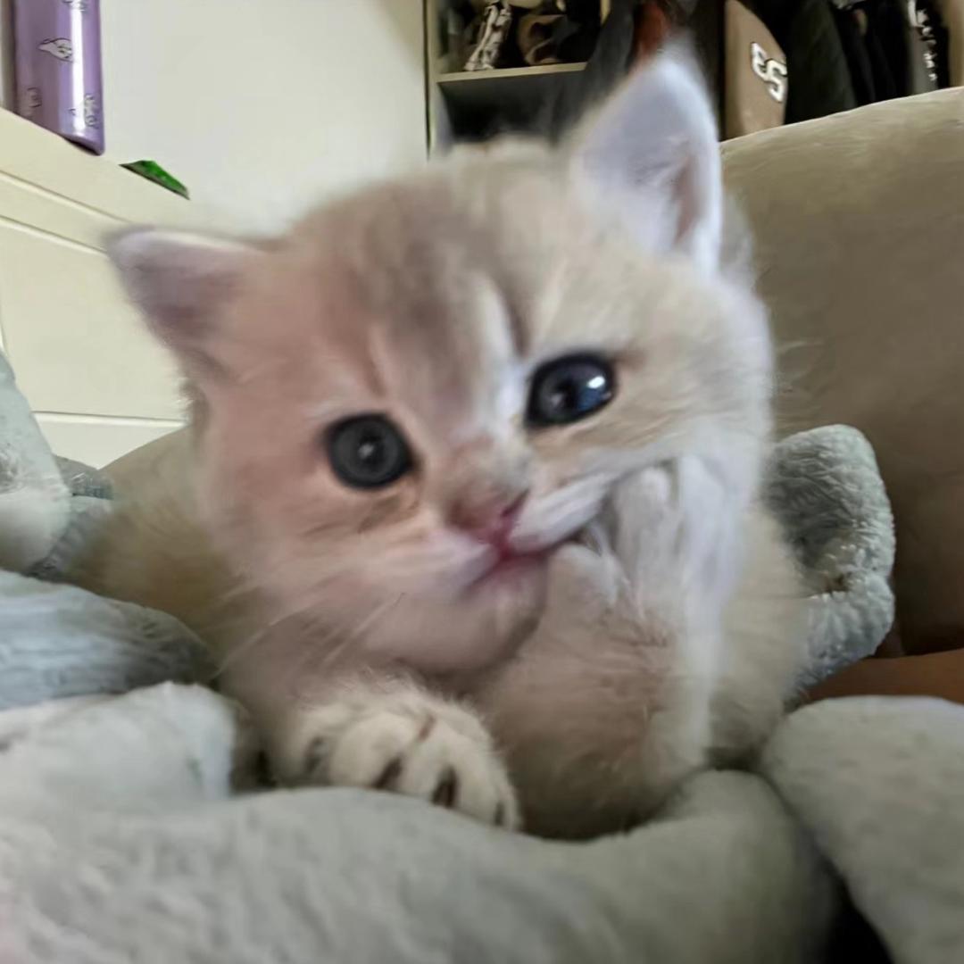 肥猫7