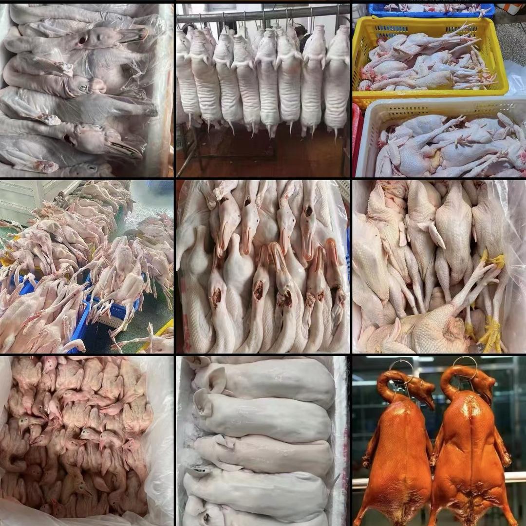 黑棕鹅批发配送（支持全国发货）