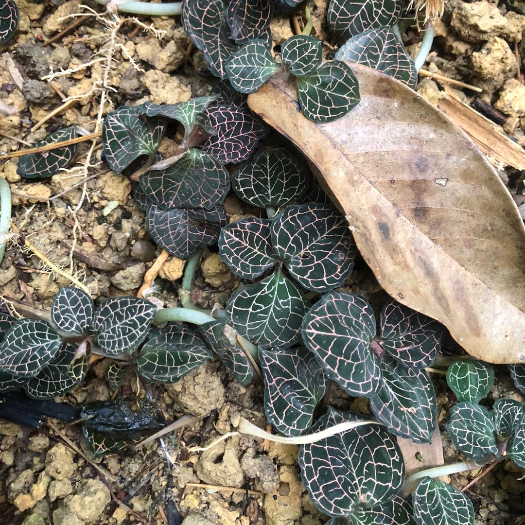 夏竹林凉茶哥（卖凉茶）