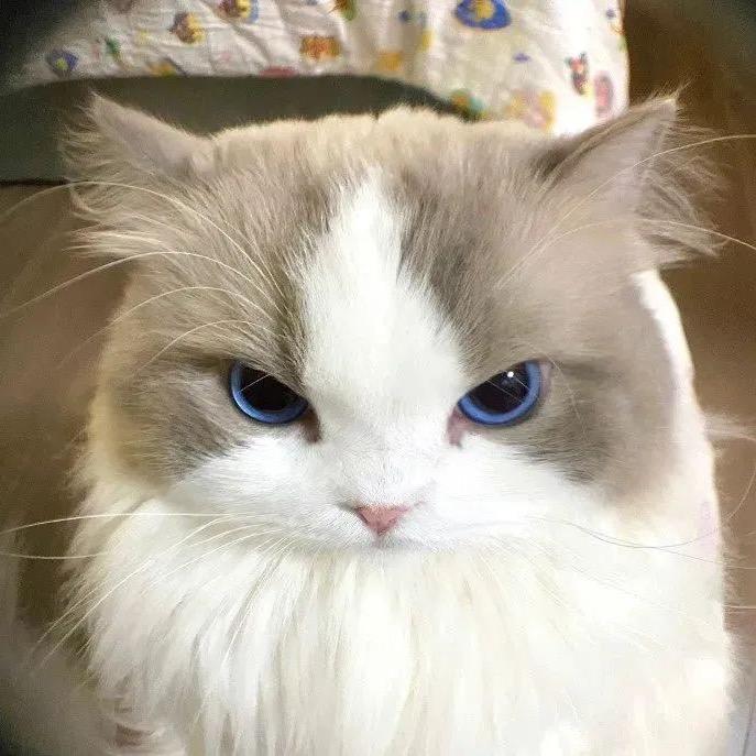 沙漠小店铺11111