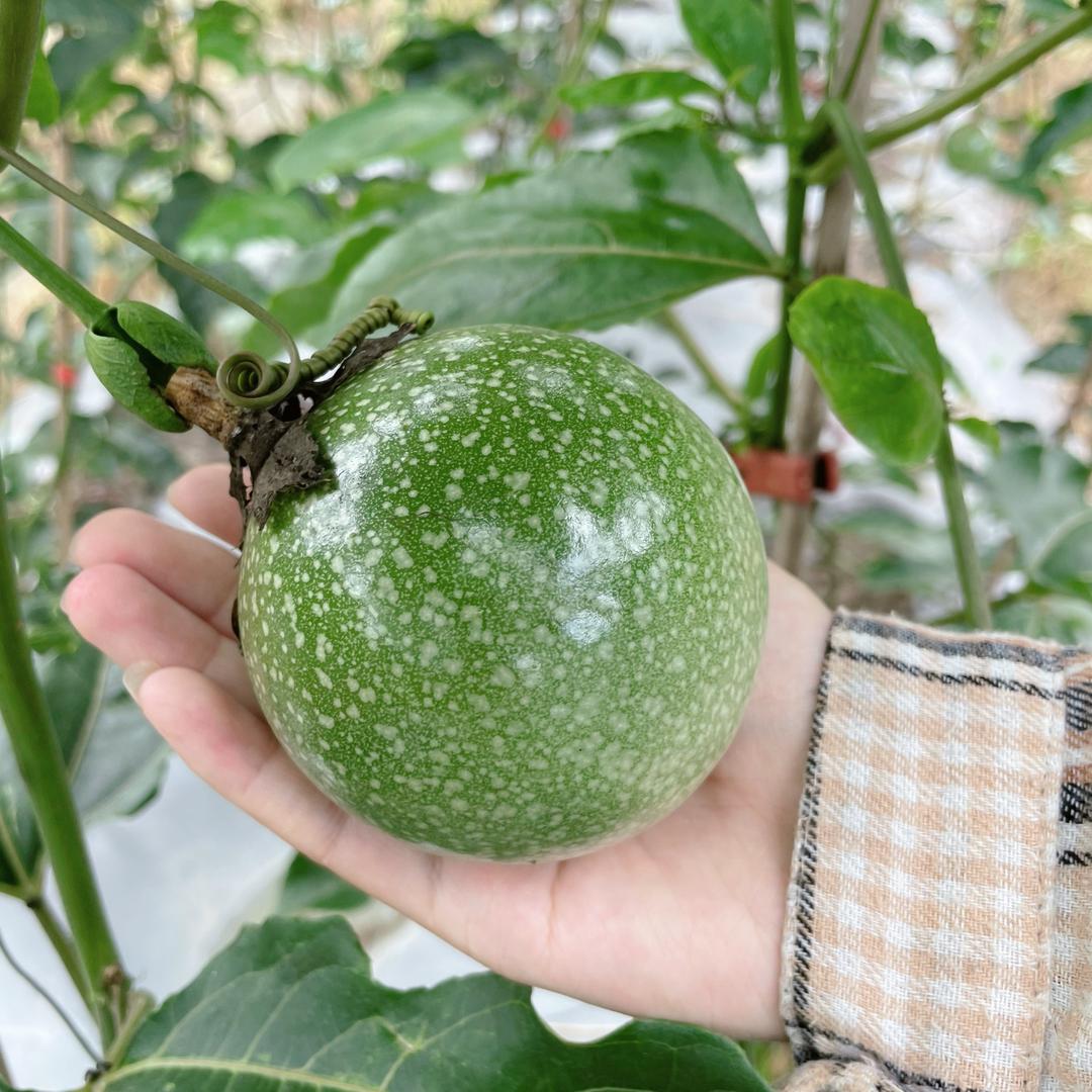 乡甜娃娃百香果水果