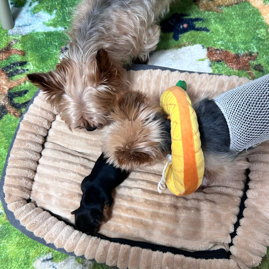 *百万的一家三口