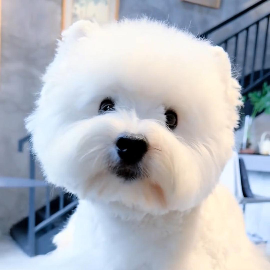 北方犬业～西高地