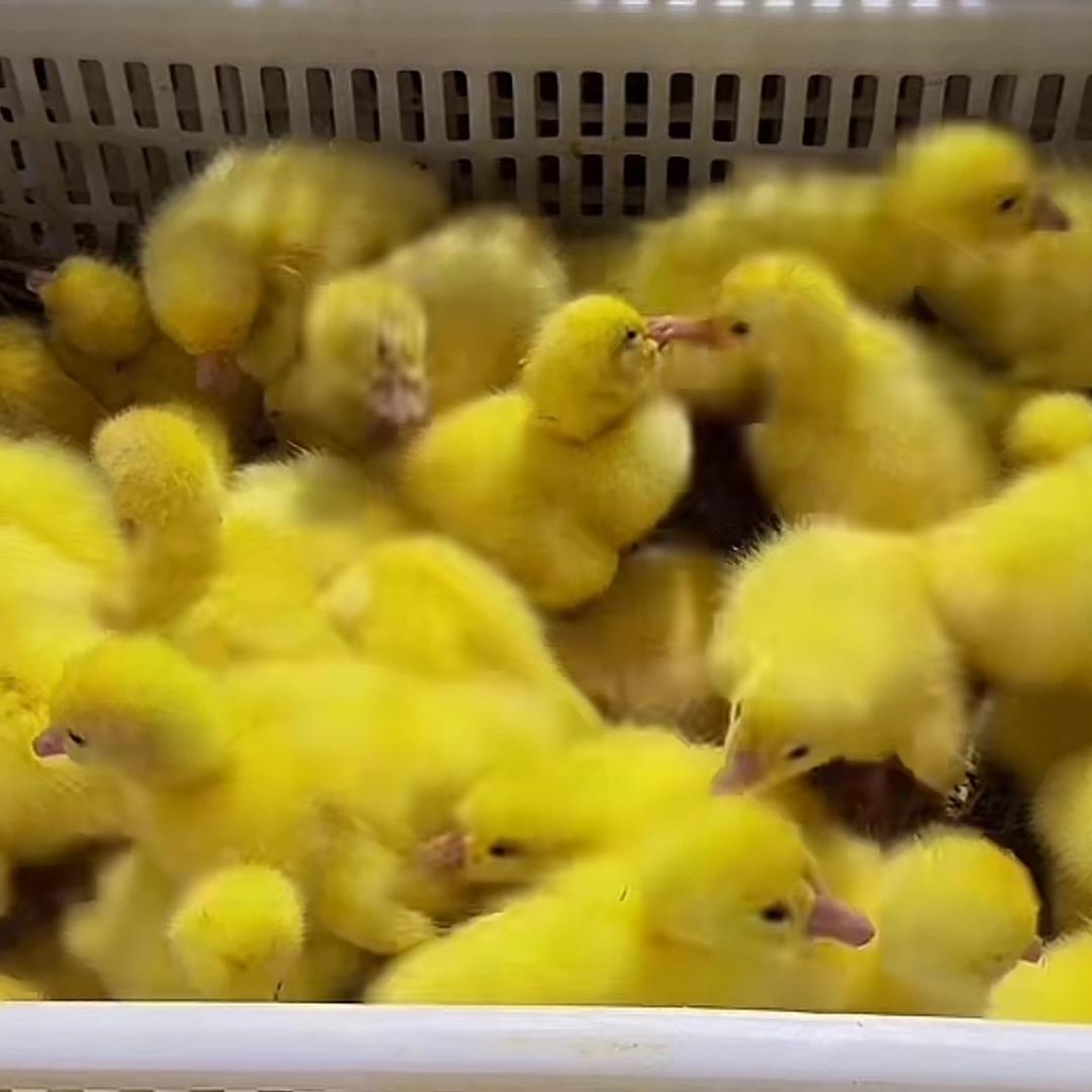 奇尔幻鹅苗孵化基地