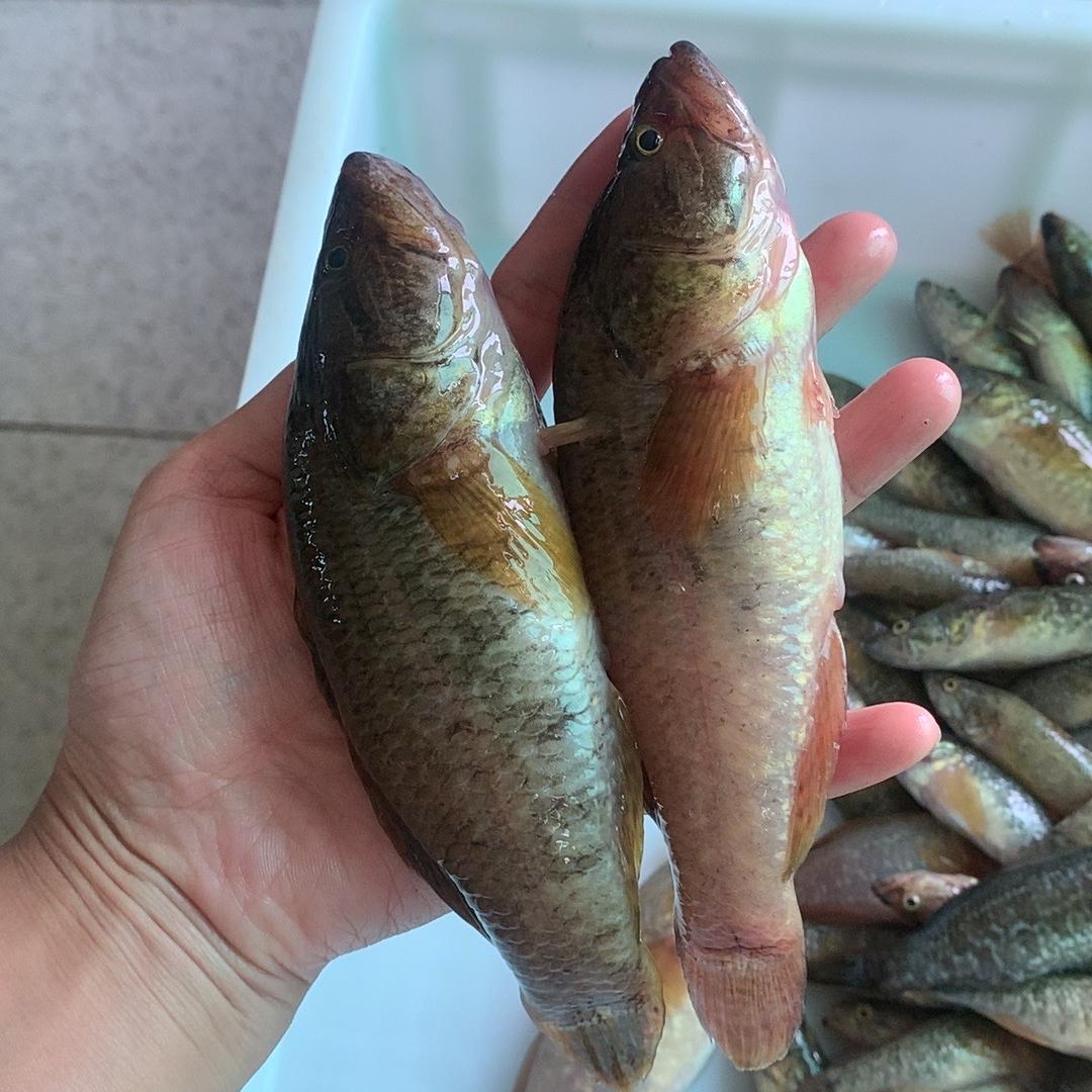 东北正中特产鱼