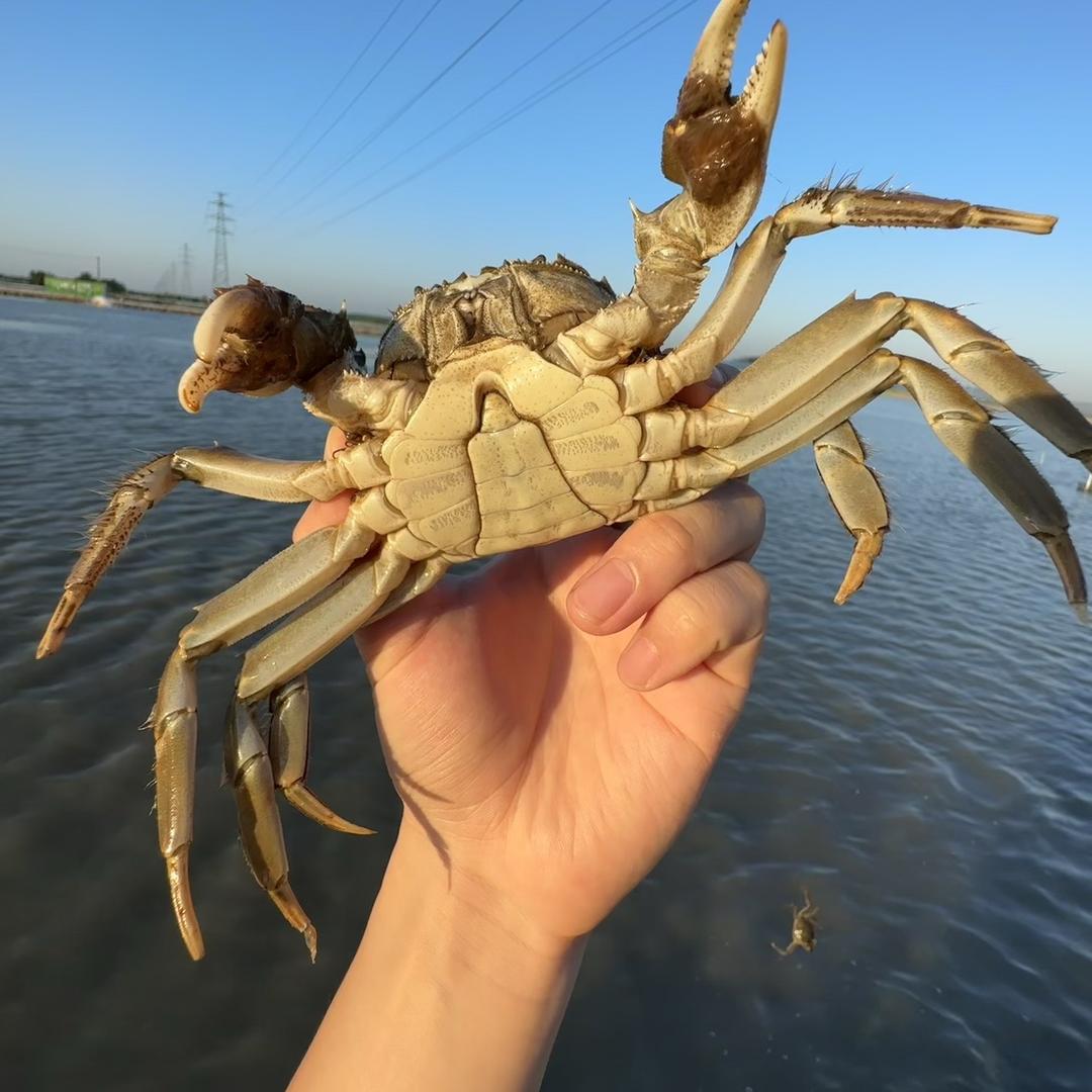 小阿潇家的大闸蟹