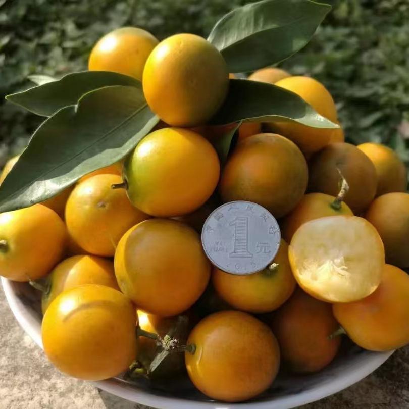 语森忆果蔬旗舰店