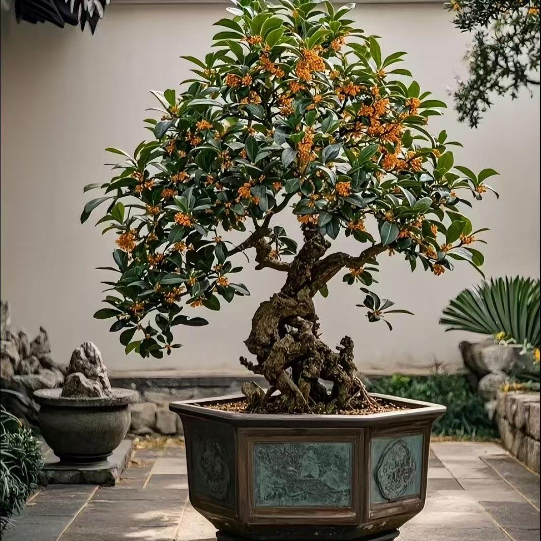 钟爱桂花园
