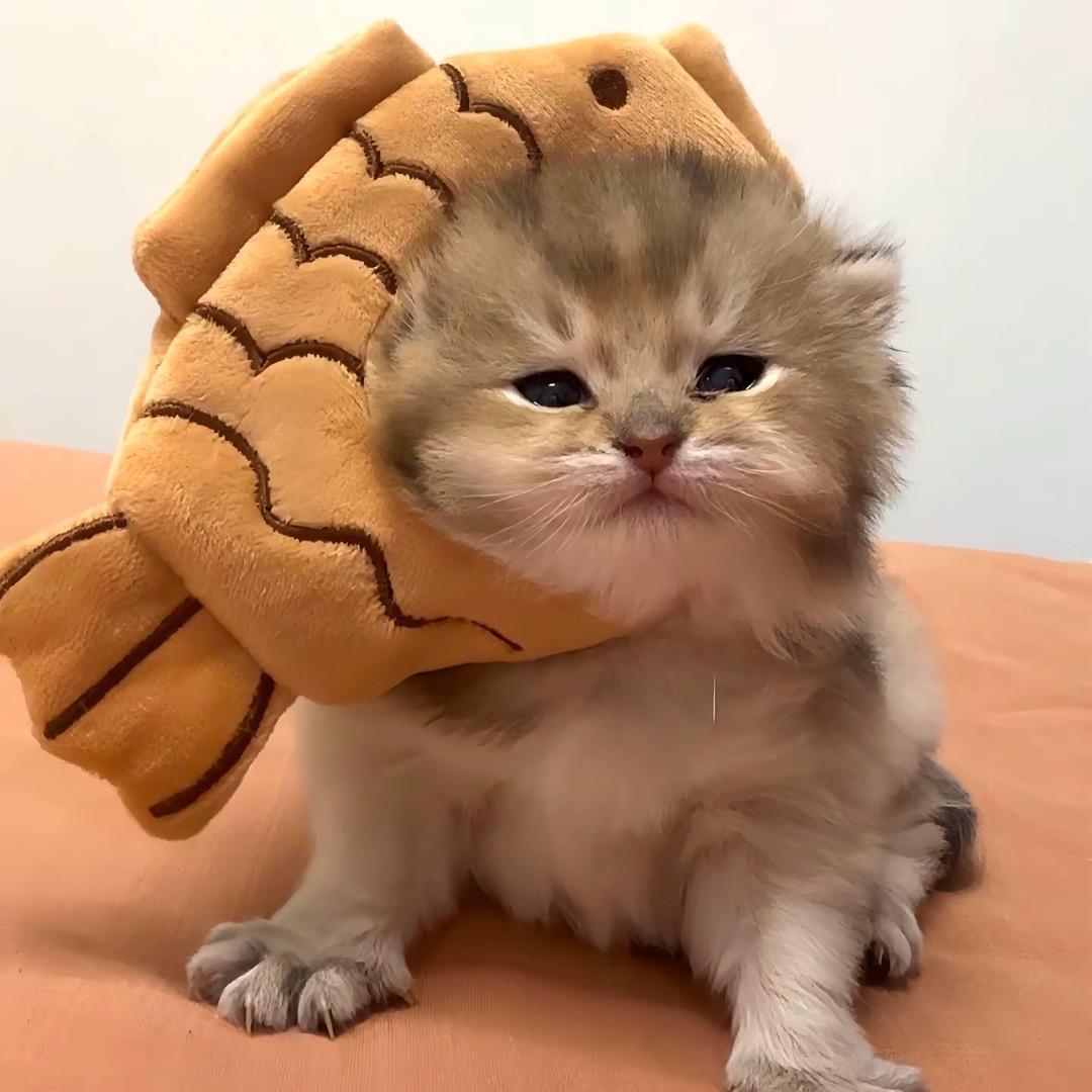 糕糕控
