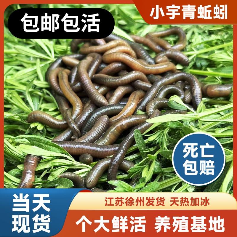 （小宇）理想户外青蚯蚓
