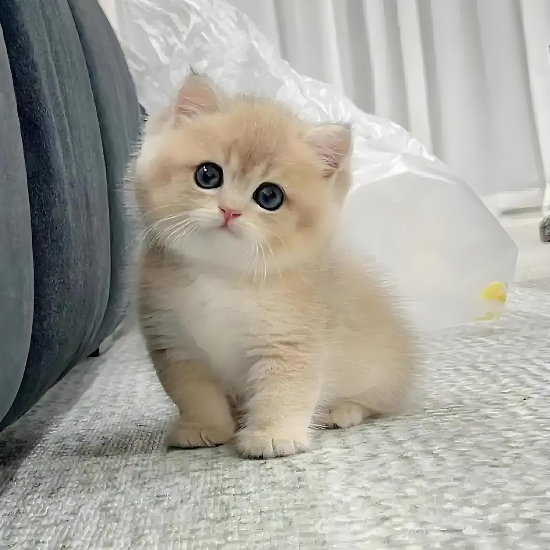 温州市有猫与你宠物有限公司